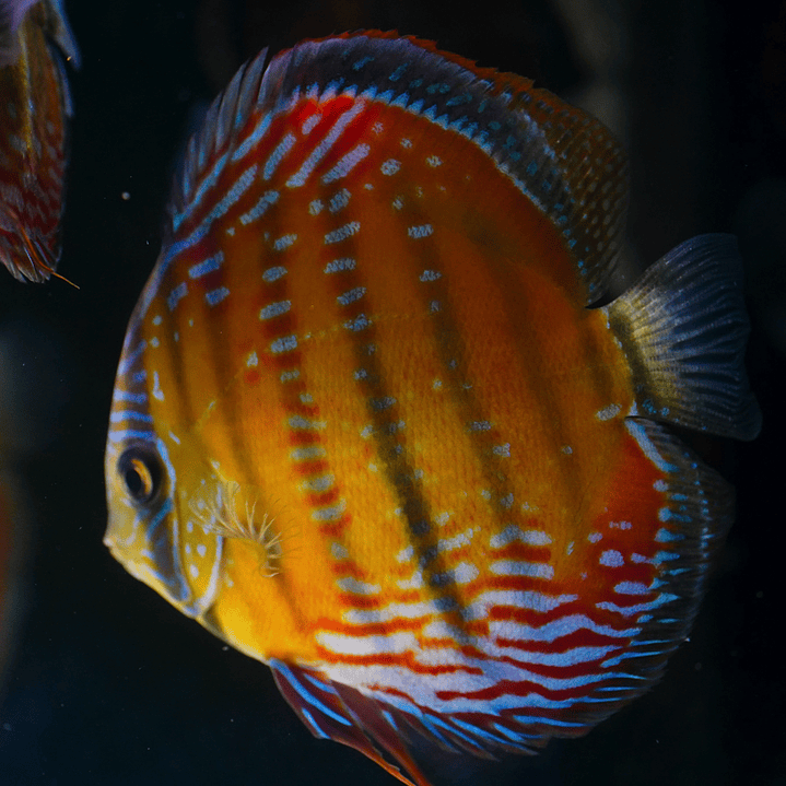 Cuipeua  Semi Royal 5