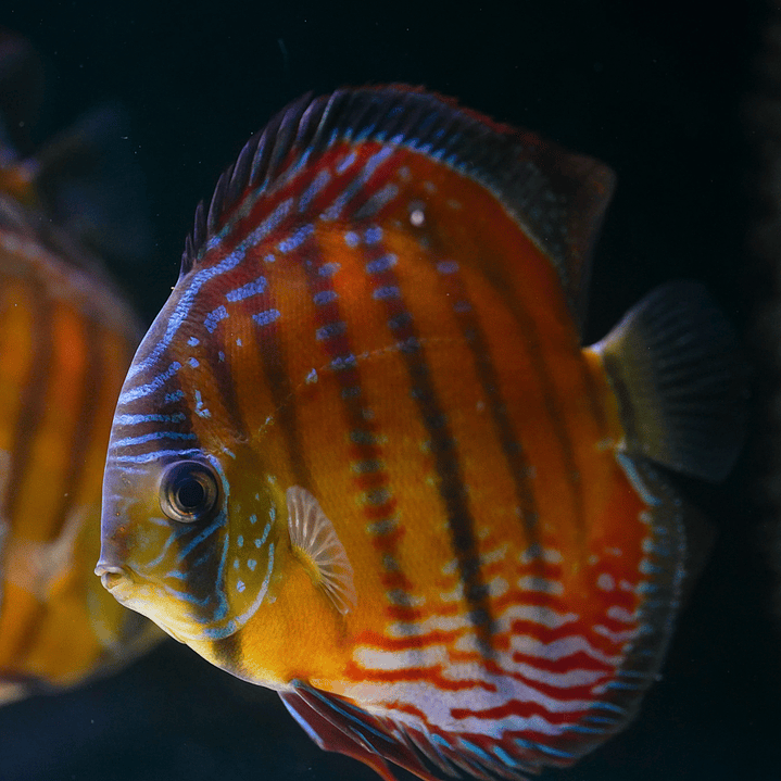 Cuipeua  Semi Royal 6