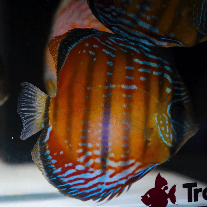 Cuipeua  Semi Royal 7