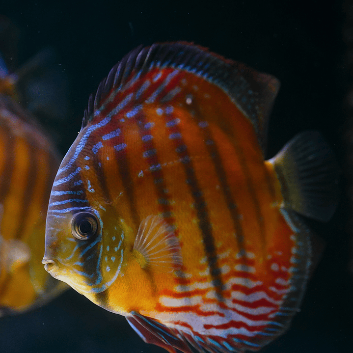 Cuipeua  Semi Royal 8