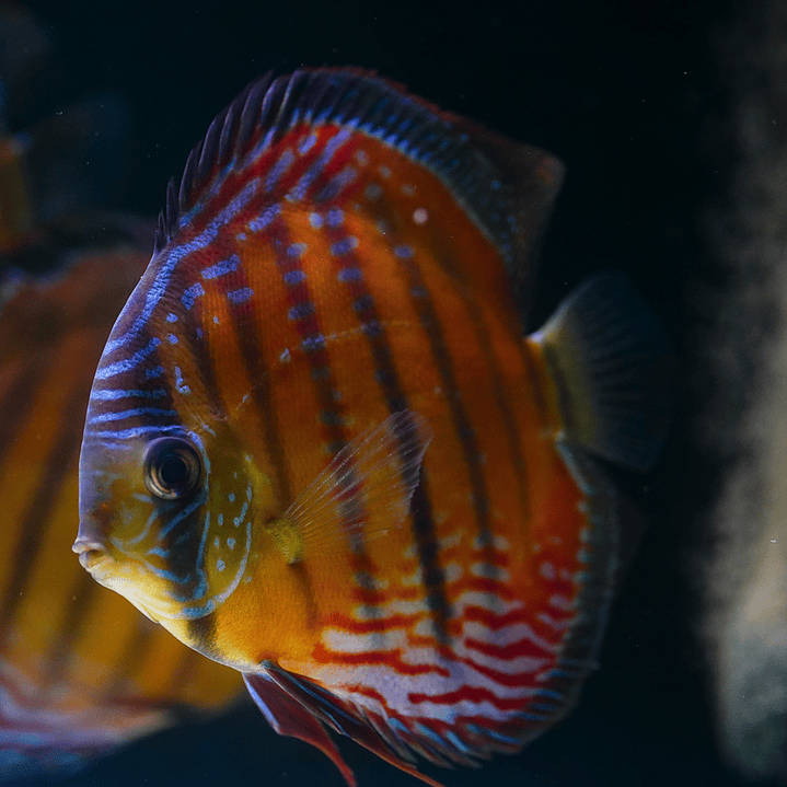 Cuipeua  Semi Royal 9