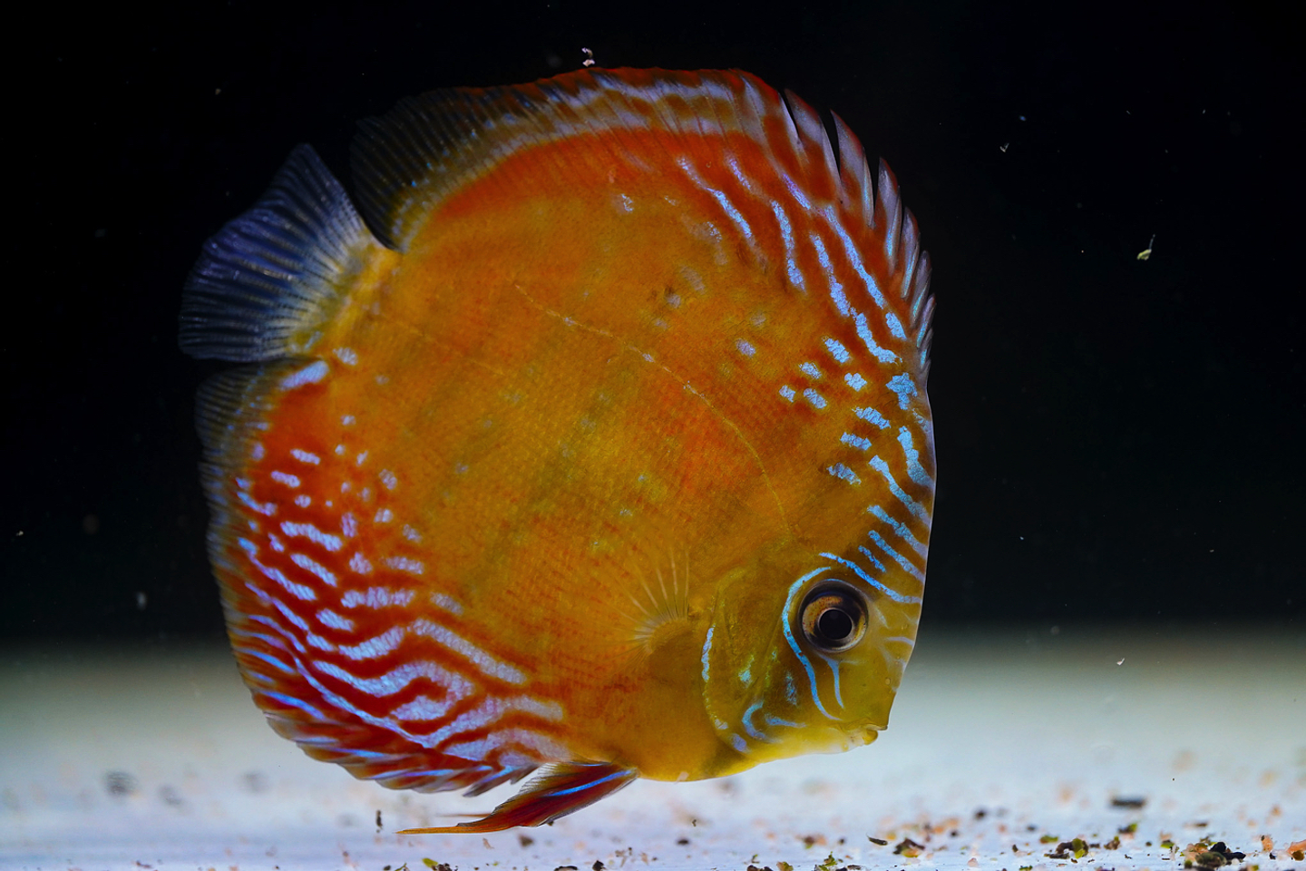 Cuipeua Red Solid 11