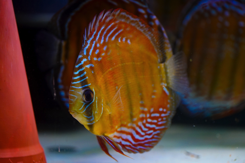 Cuipeua Red Solid 10