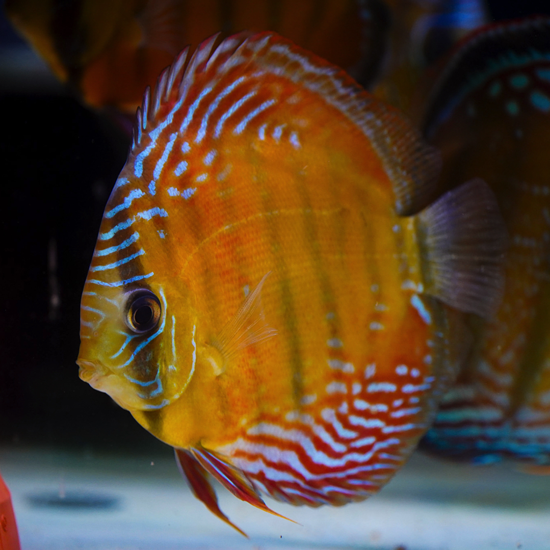 Cuipeua Red Solid 12