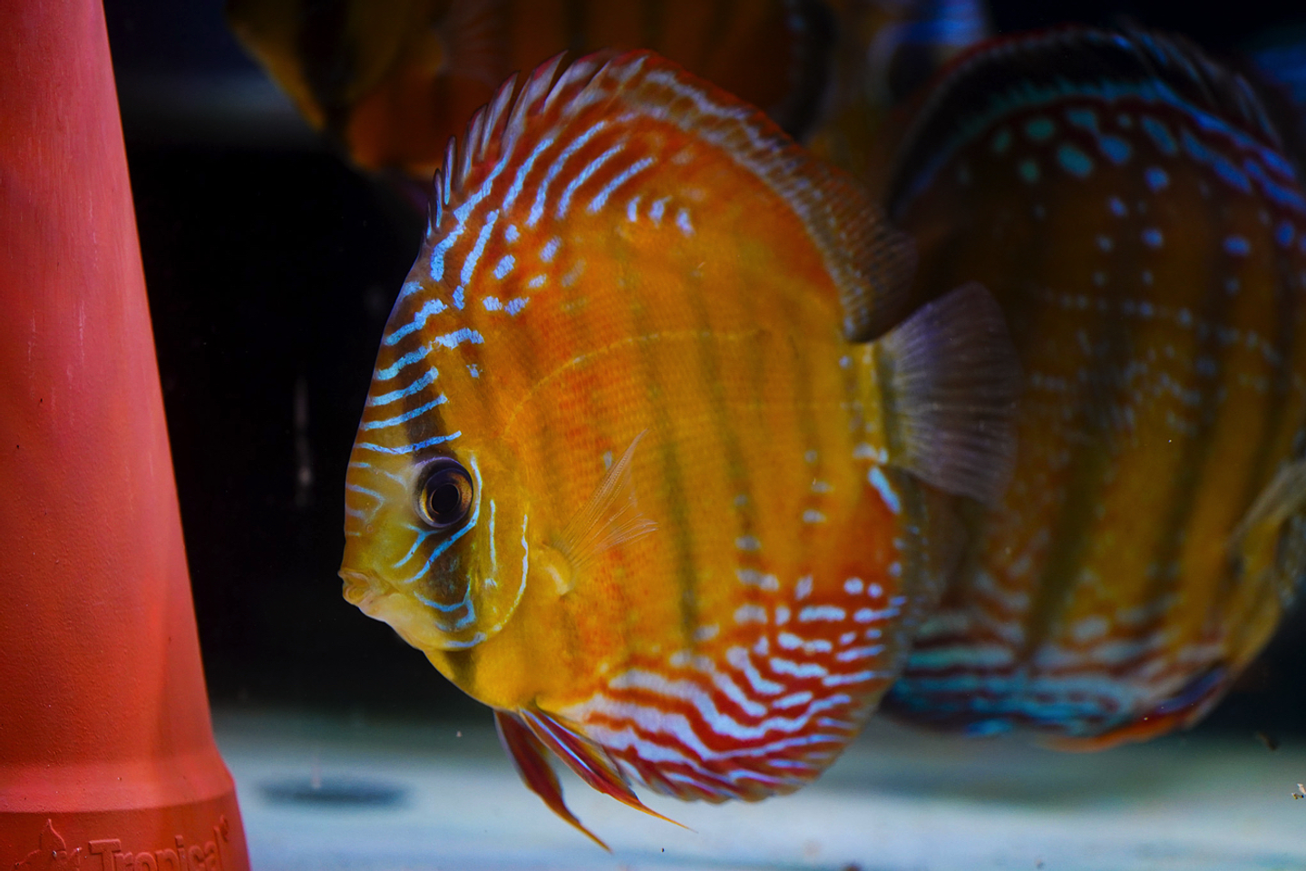 Cuipeua Red Solid 12