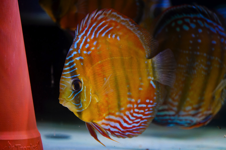 Cuipeua Red Solid 12