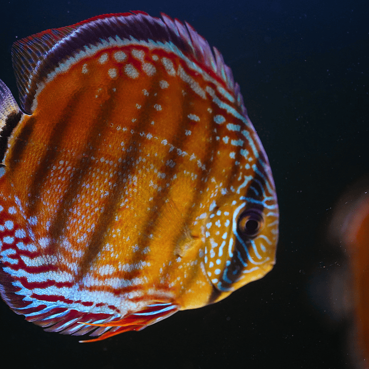 Cuipeua Semi Royal 8