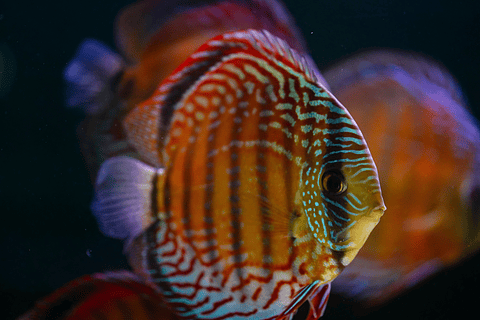 Semi Royal Barra Mansa