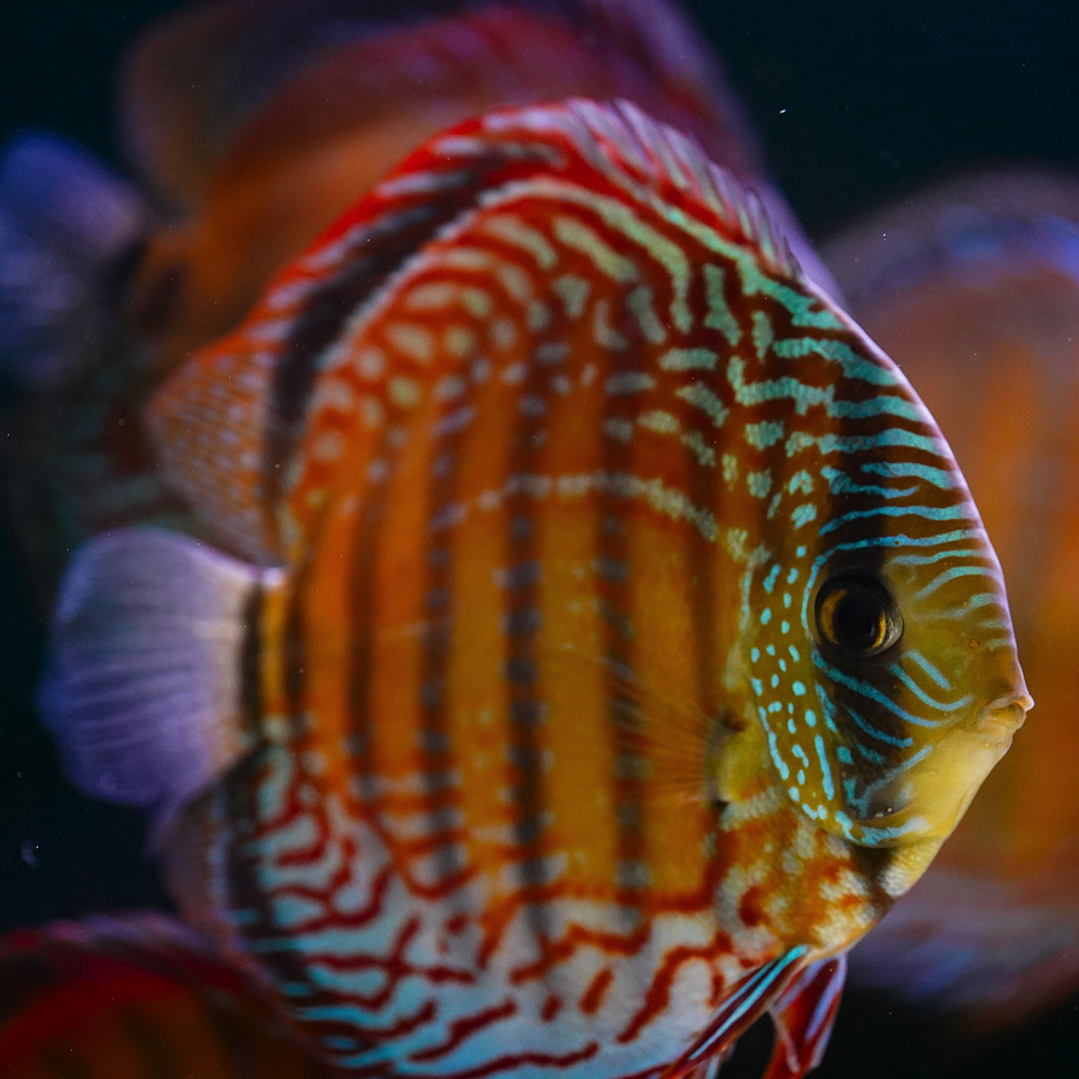 Semi Royal Barra Mansa 2