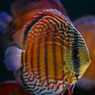 Semi Royal Barra Mansa