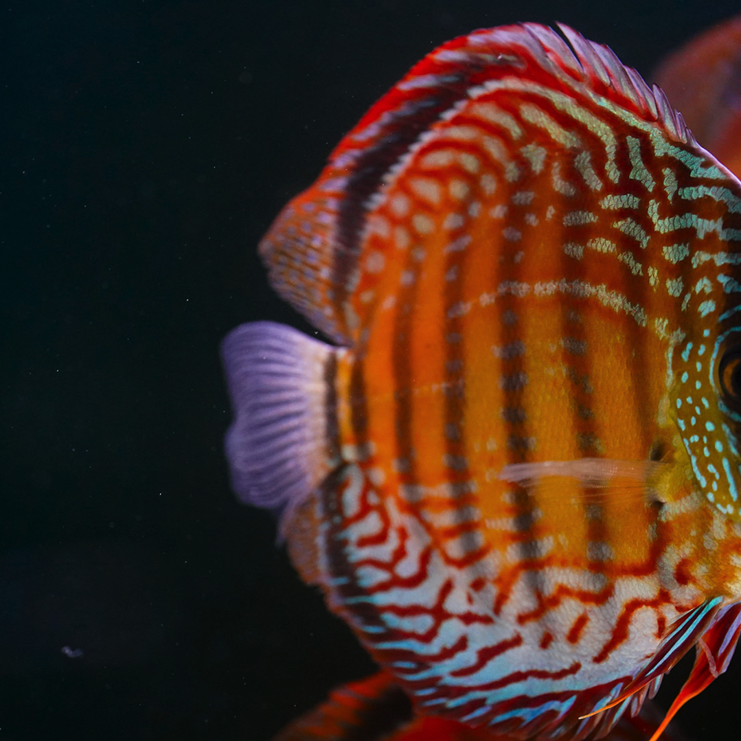 Semi Royal Barra Mansa 4