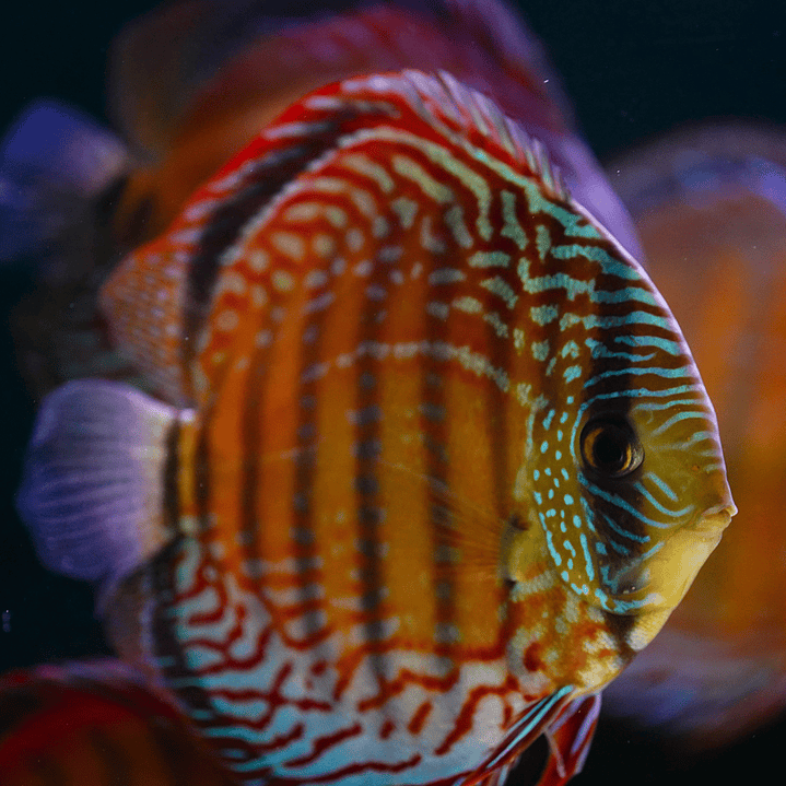 Semi Royal Barra Mansa 6