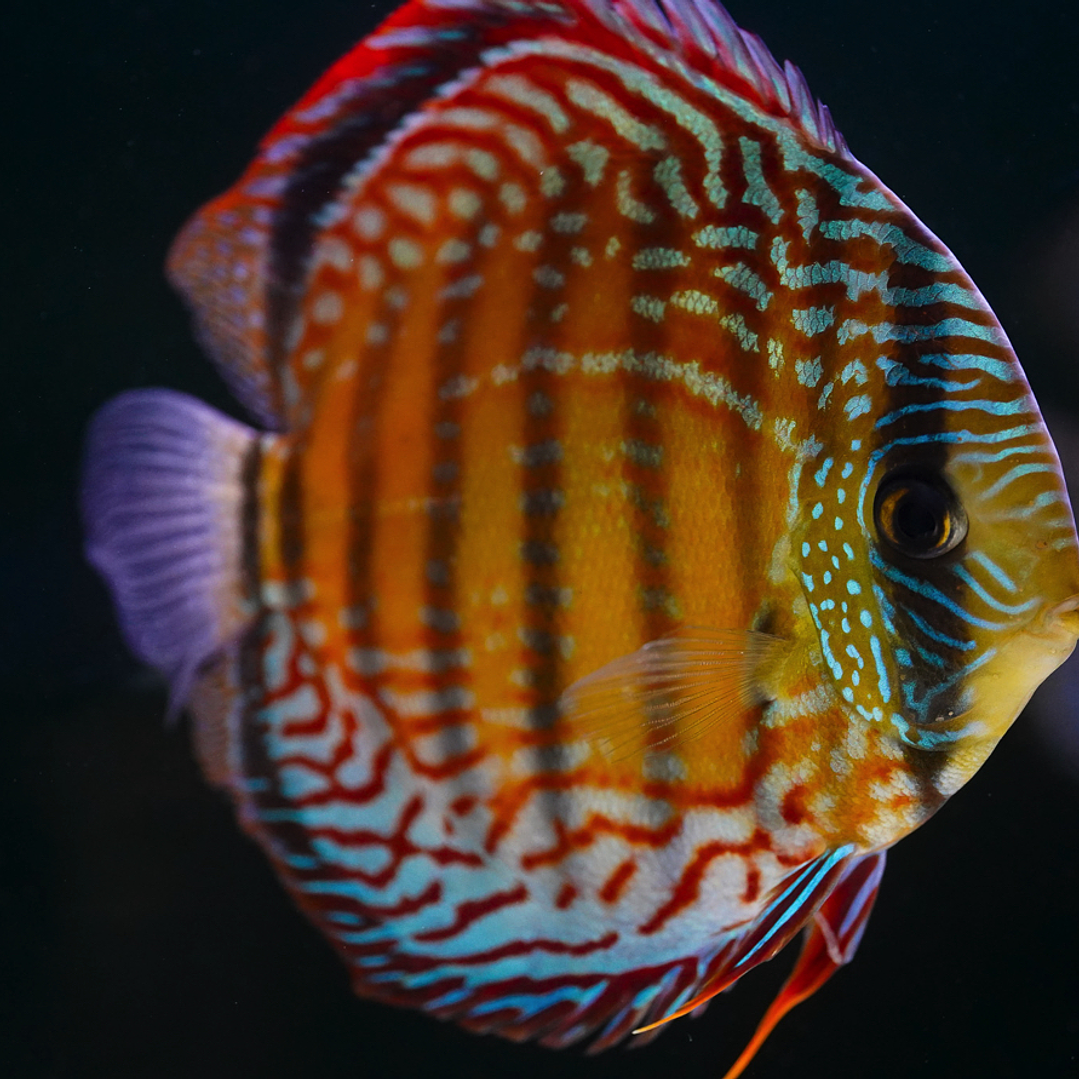 Semi Royal Barra Mansa 7