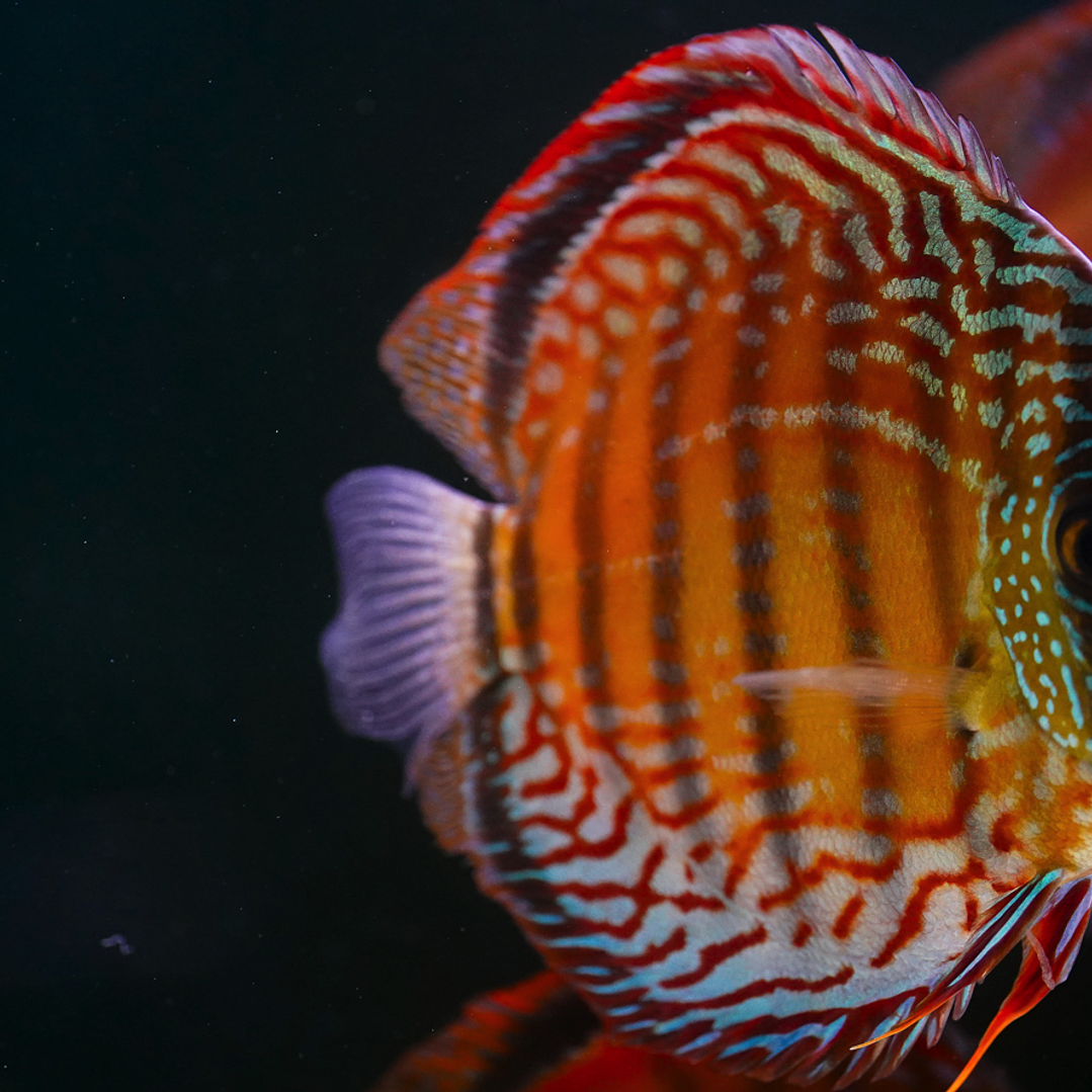 Semi Royal Barra Mansa 9