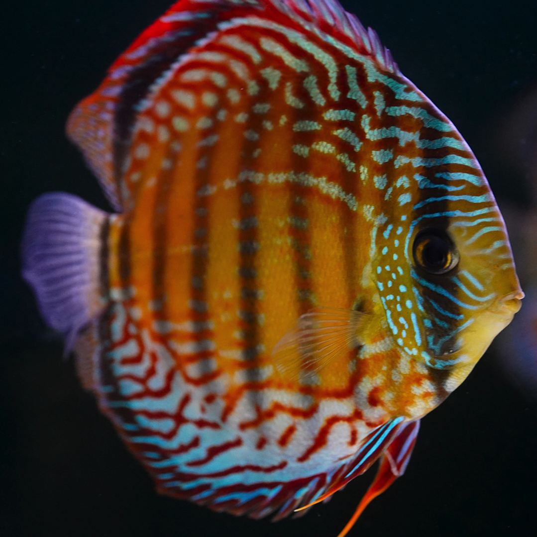 Semi Royal Barra Mansa 11