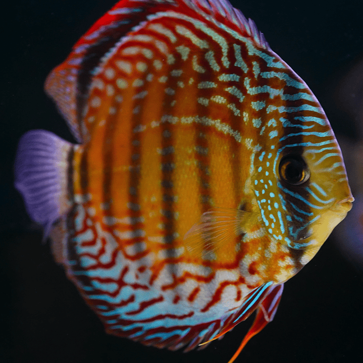 Semi Royal Barra Mansa 11