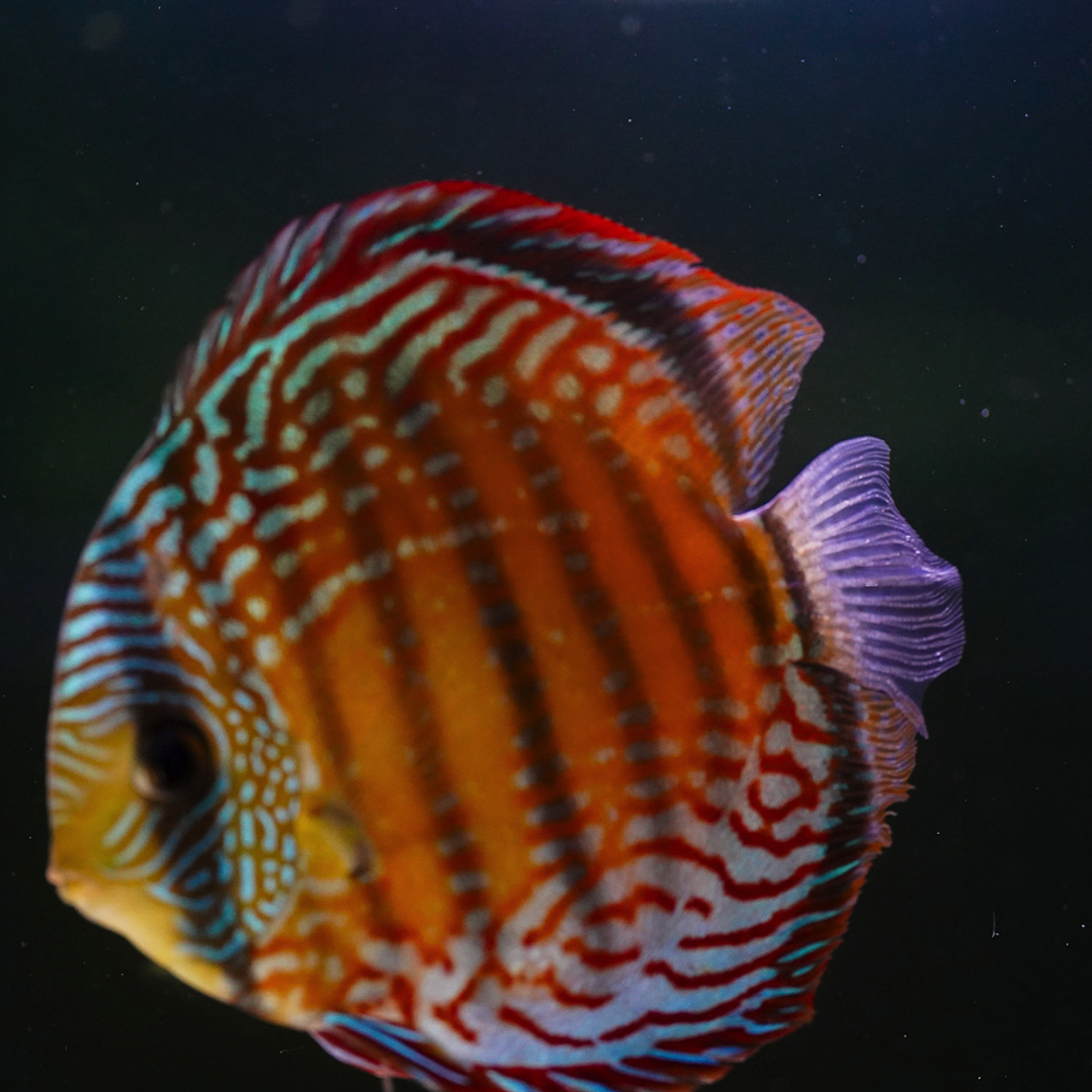 Semi Royal Barra Mansa 5