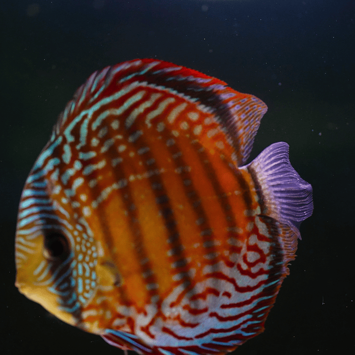 Semi Royal Barra Mansa 5