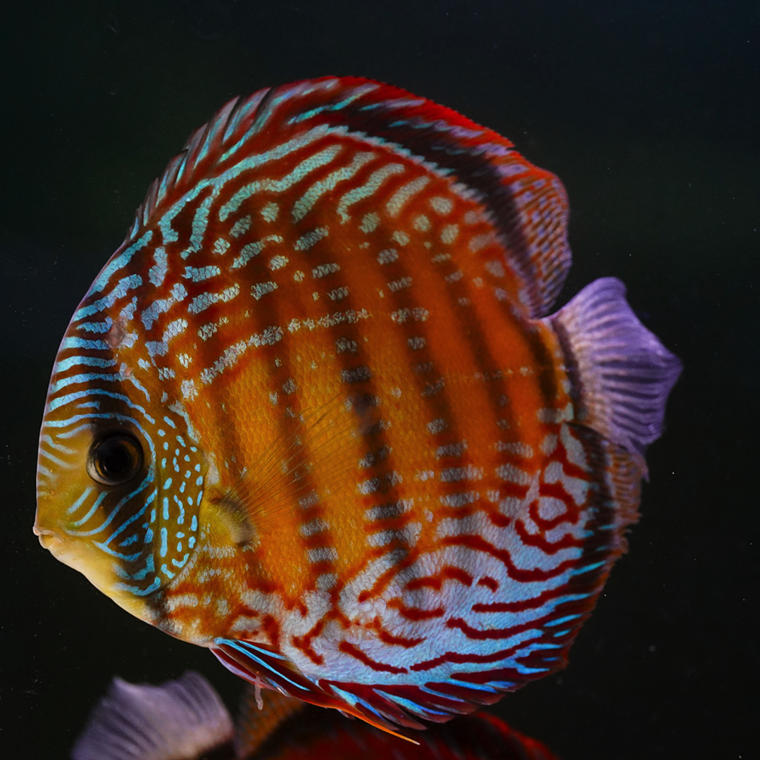 Semi Royal Barra Mansa 3