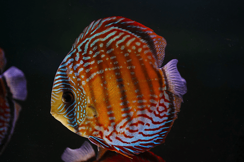 Semi Royal Barra Mansa