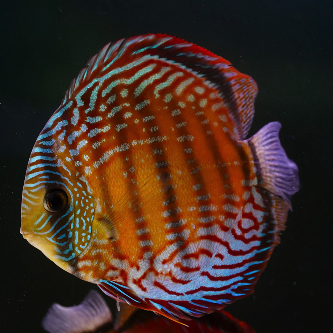 Semi Royal Barra Mansa 1