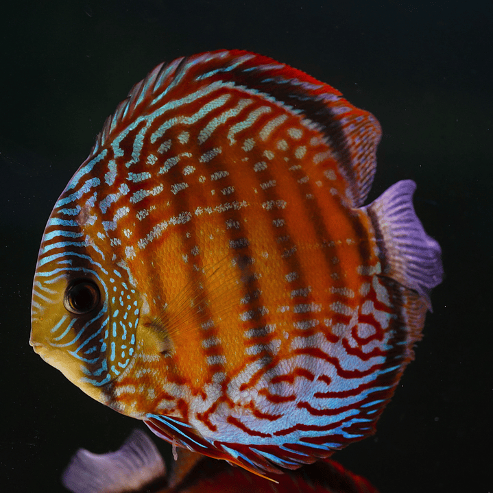 Semi Royal Barra Mansa 1