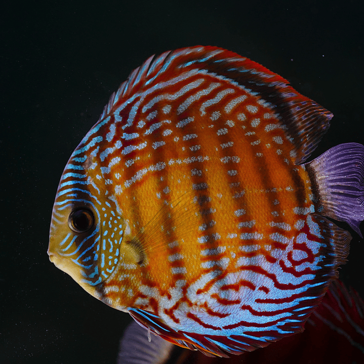 Semi Royal Barra Mansa 10