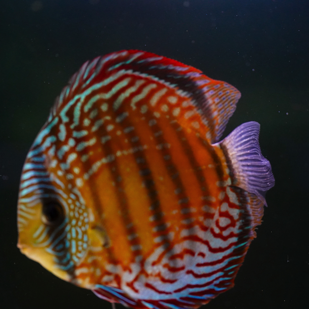 Semi Royal Barra Mansa 8