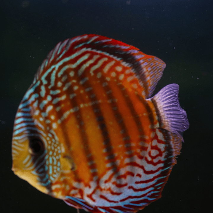 Semi Royal Barra Mansa 8