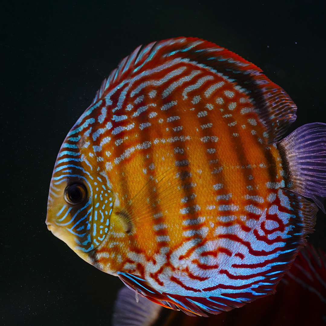 Semi Royal Barra Mansa 12