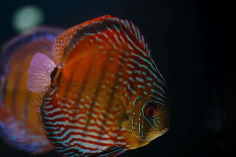 Semi Royal Barra Mansa