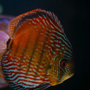 Semi Royal Barra Mansa