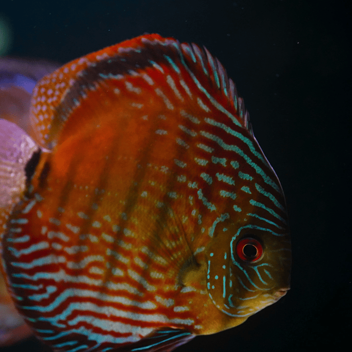 Semi Royal Barra Mansa 1