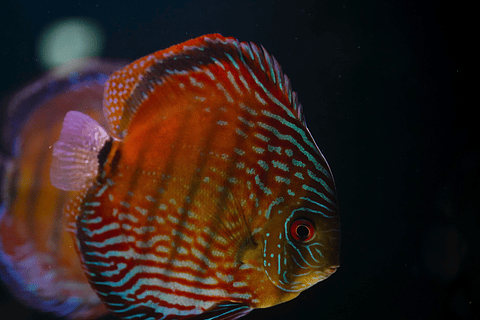 Semi Royal Barra Mansa