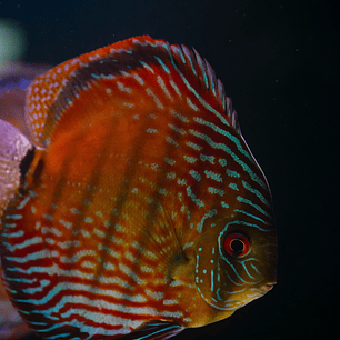 Semi Royal Barra Mansa