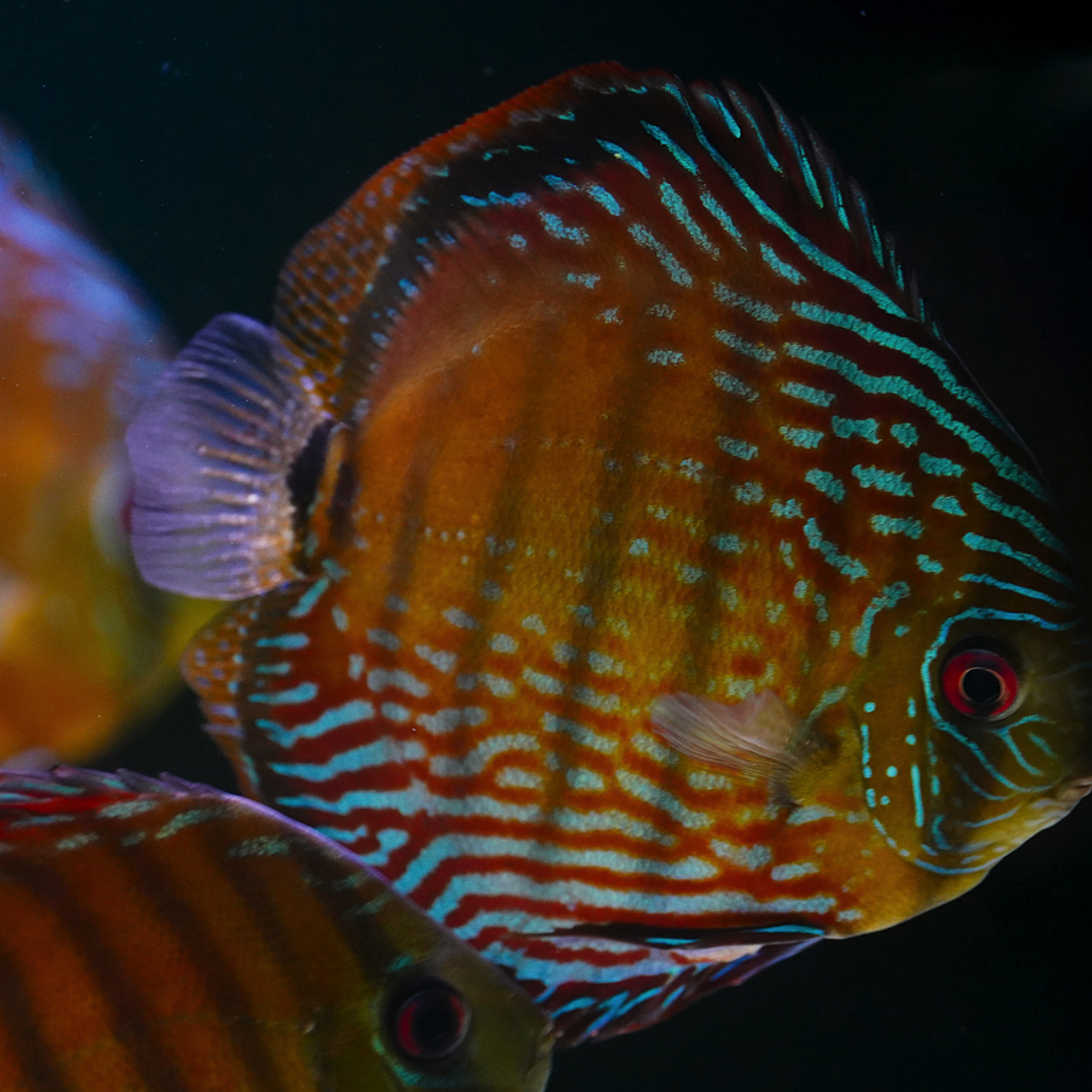 Semi Royal Barra Mansa 4