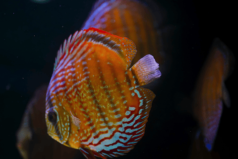 Red Solid Barra Mansa 