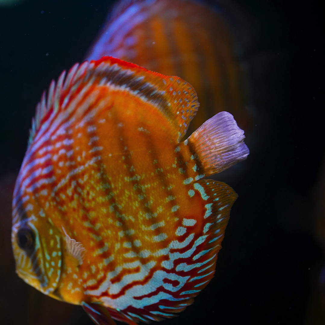 Red Solid Barra Mansa  2