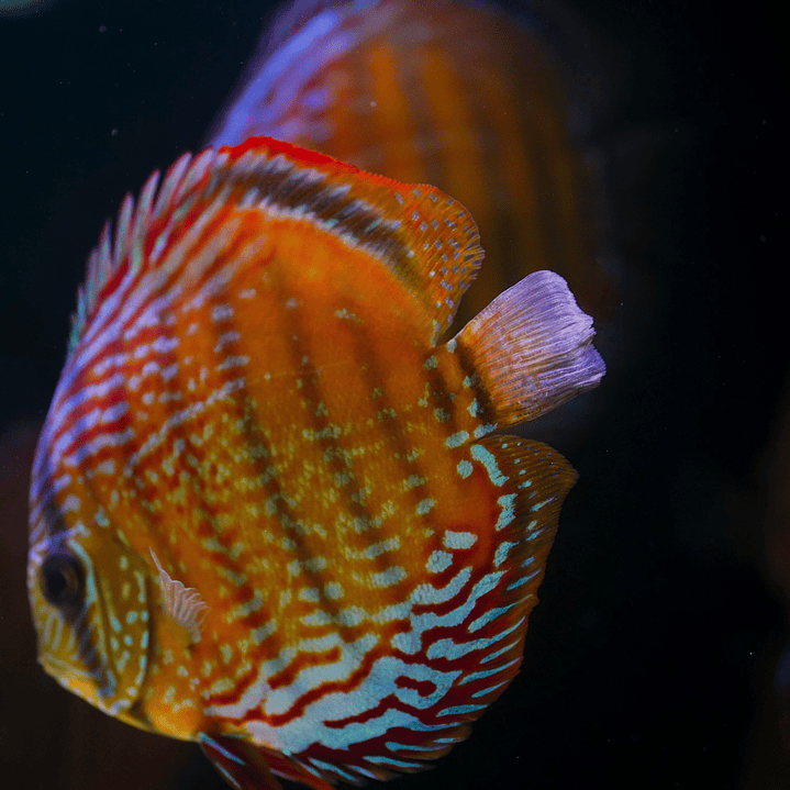 Red Solid Barra Mansa  2