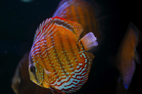 Red Solid Barra Mansa 