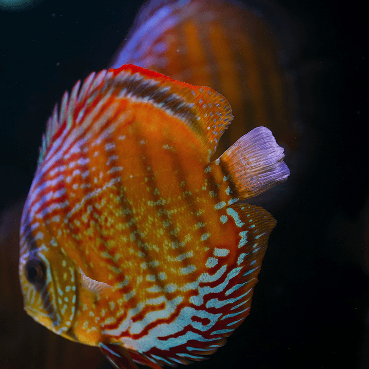 Red Solid Barra Mansa  4