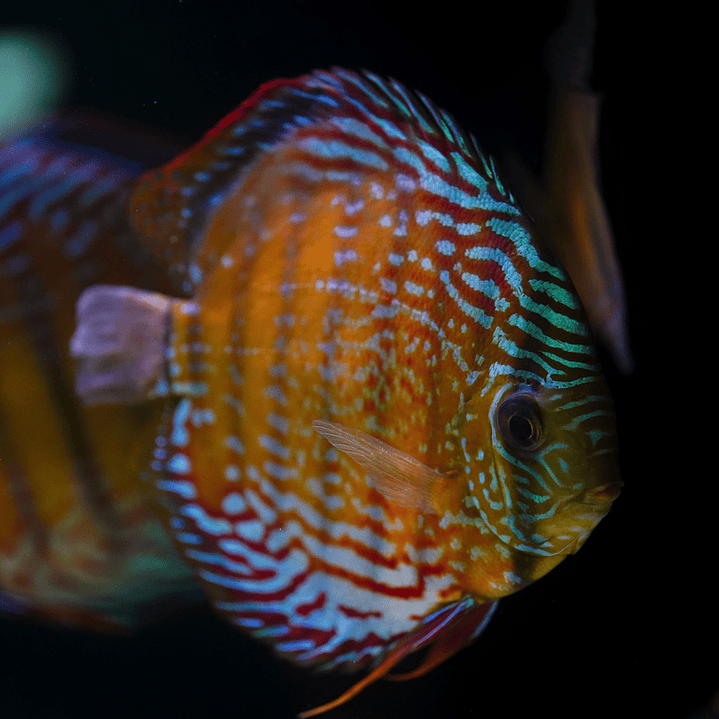 Red Solid Barra Mansa  3