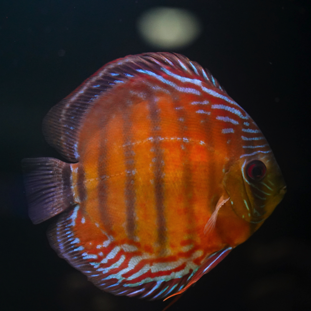 Red Solid Barra Mansa 2