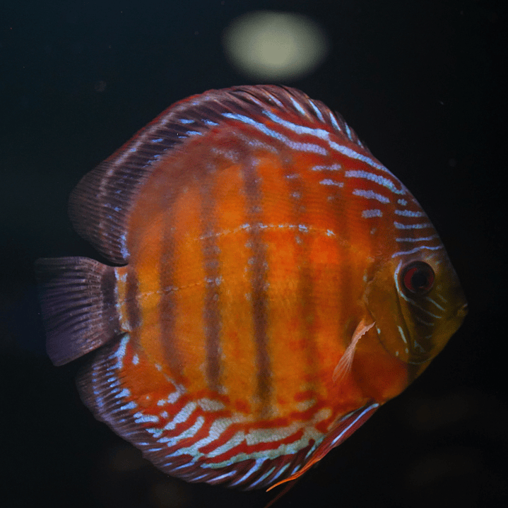 Red Solid Barra Mansa 2