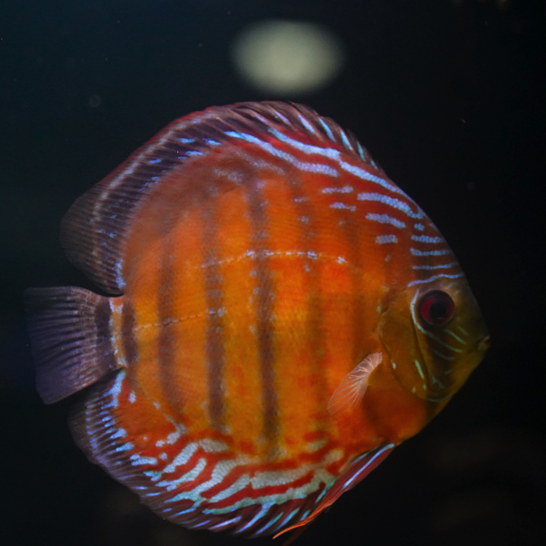 Red Solid Barra Mansa 3