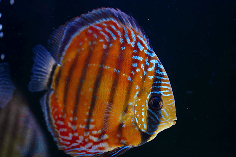 Barra Mansa Semi Royal