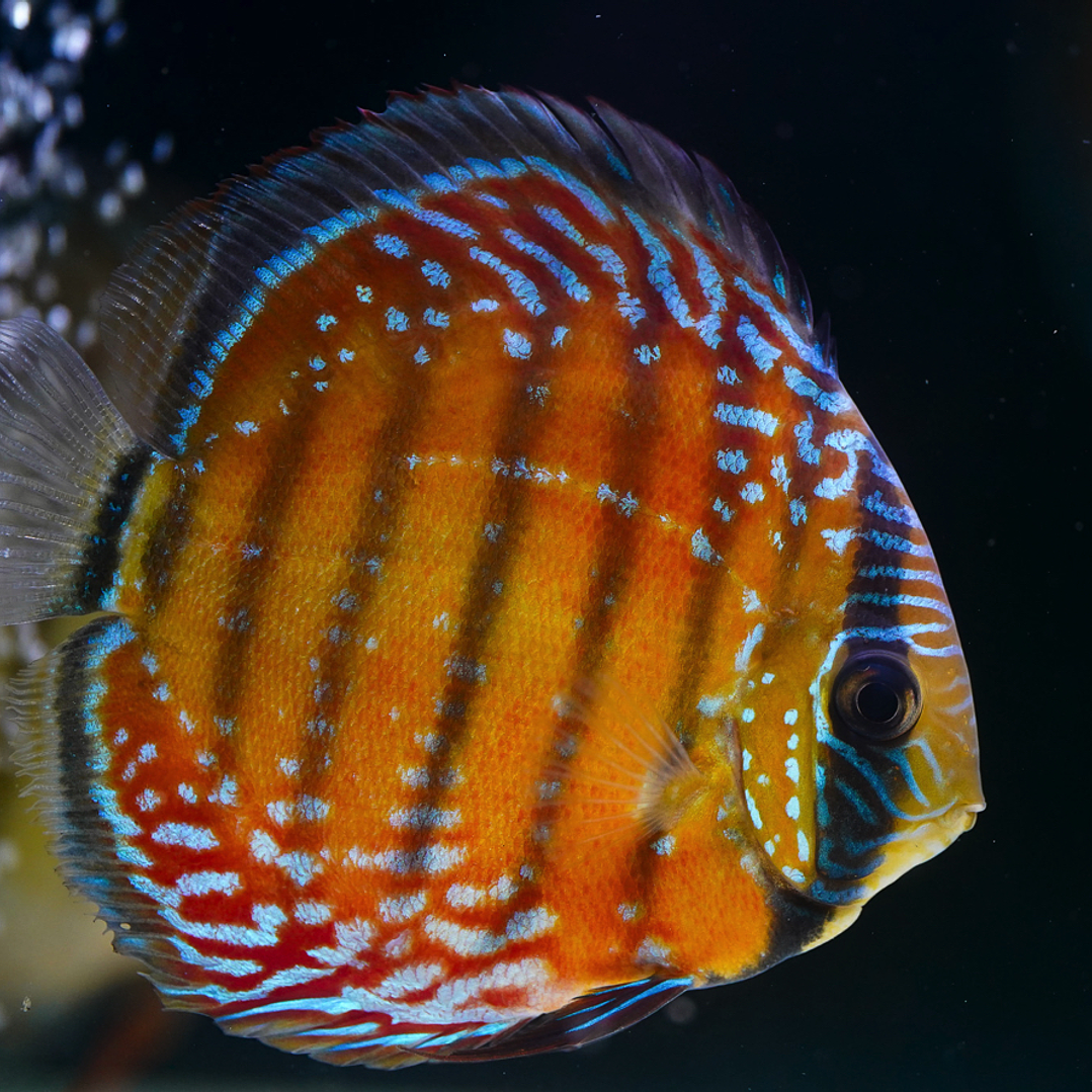 Barra Mansa Semi Royal 3