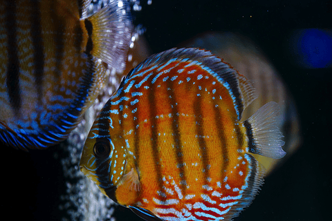 Barra Mansa Semi Royal