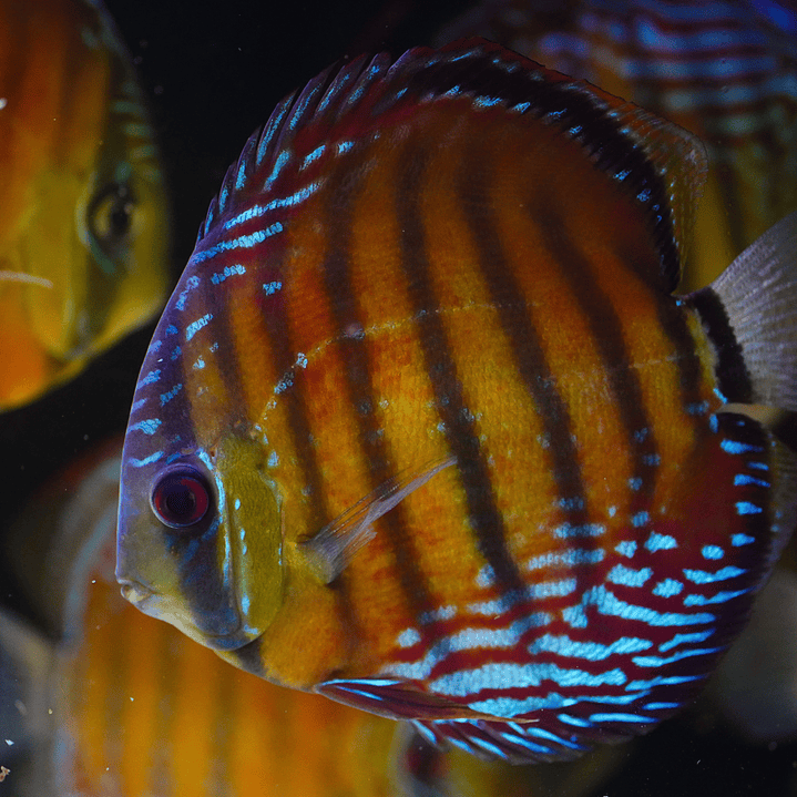 Cuipeua Semi Royal 2