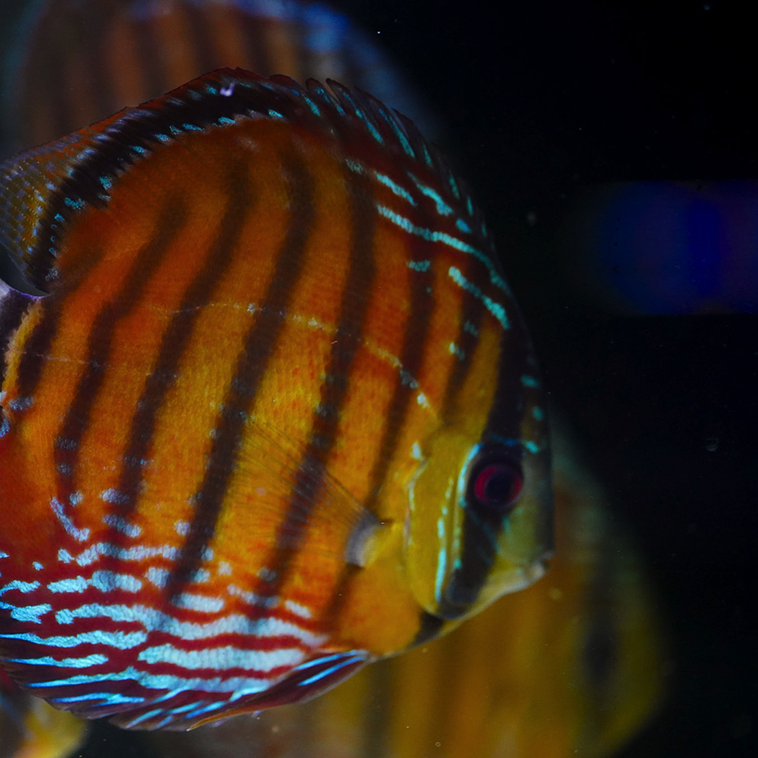 Cuipeua Semi Royal 4